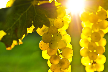 Image showing Yellow grapes