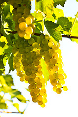 Image showing Yellow grapes