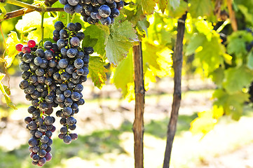 Image showing Red grapes