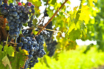 Image showing Red grapes