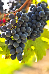 Image showing Red grapes