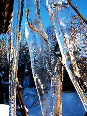Image showing Plants in icicle
