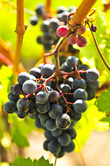 Image showing Red grapes