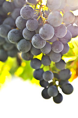 Image showing Red grapes