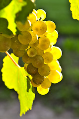 Image showing Yellow grapes