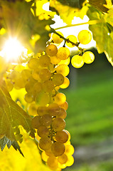 Image showing Yellow grapes