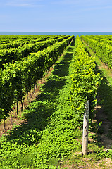 Image showing Vineyard