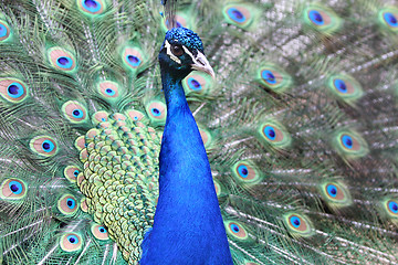 Image showing Peacock 