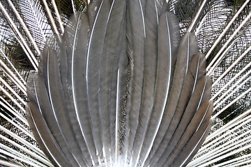 Image showing feathers