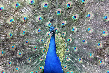 Image showing Peacock 