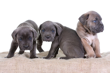 Image showing italian mastiff cane corso