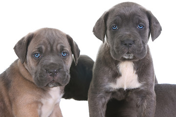 Image showing italian mastiff cane corso