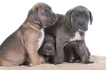 Image showing italian mastiff cane corso