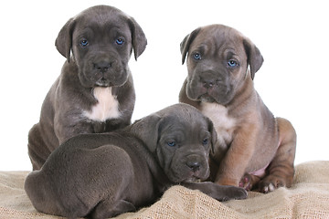 Image showing italian mastiff cane corso