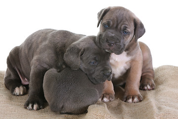 Image showing italian mastiff cane corso