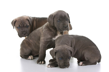 Image showing italian mastiff cane corso