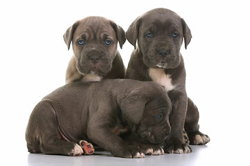 Image showing italian mastiff cane corso