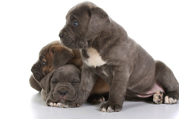 Image showing italian mastiff cane corso