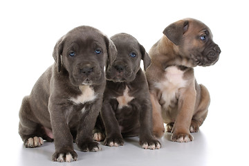 Image showing italian mastiff cane corso