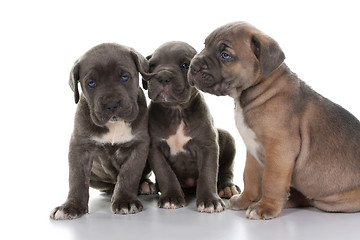 Image showing italian mastiff cane corso