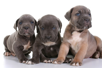 Image showing italian mastiff cane corso