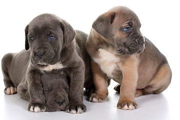 Image showing italian mastiff cane corso