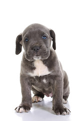 Image showing italian mastiff cane corso