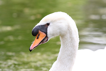 Image showing beauty swan 