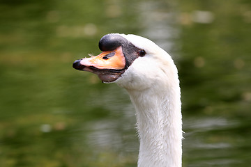 Image showing beauty swan 