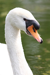 Image showing beauty swan 