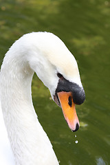 Image showing beauty swan 