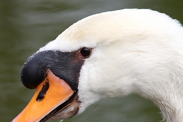 Image showing beauty swan 