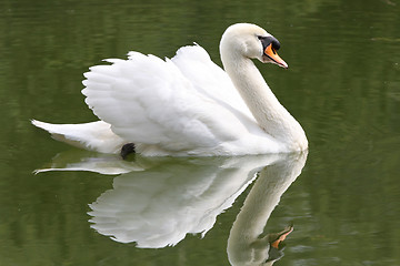 Image showing swan