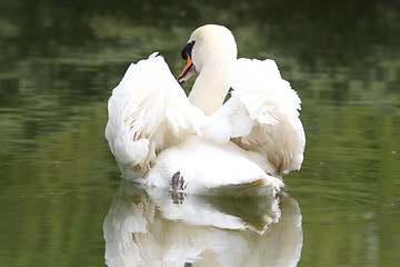 Image showing swan