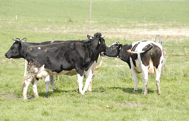 Image showing Cows