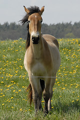 Image showing Horse, face