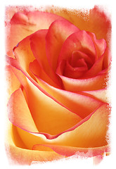 Image showing Rose