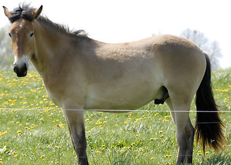 Image showing Horse - 8