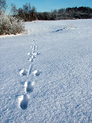 Image showing Hare run to forest