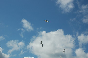 Image showing Birds in the blue sky