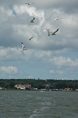 Image showing Birds