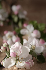 Image showing Apple-tree flowers