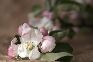 Image showing Apple-tree flowers