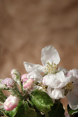 Image showing Apple-tree flowers