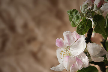 Image showing Apple-tree flowers