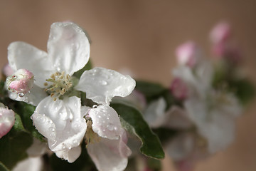 Image showing Apple-tree flowers