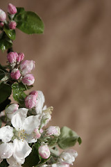 Image showing Apple-tree flowers