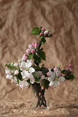 Image showing Apple-tree flowers