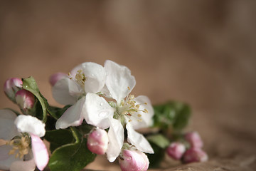 Image showing Apple-tree flowers