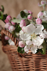 Image showing Apple-tree flowers